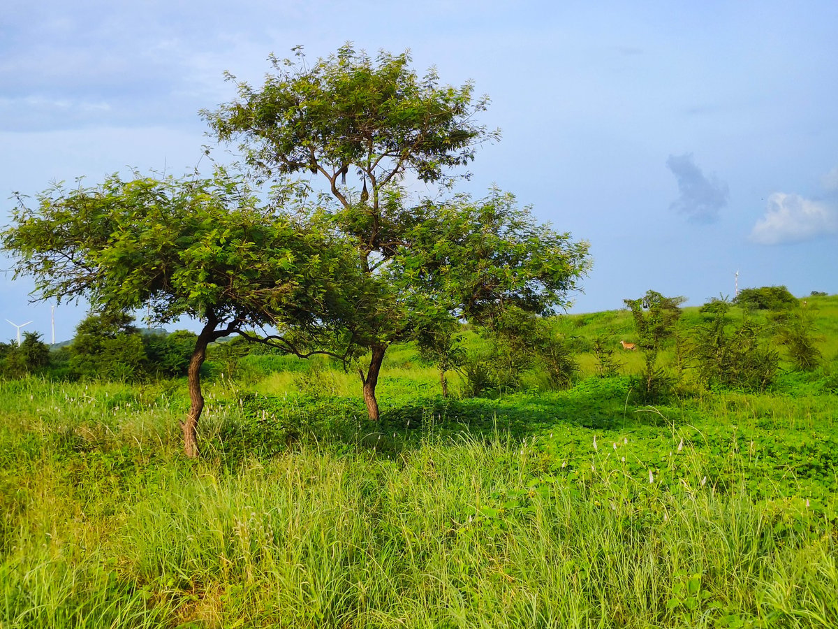 Landscape with several trees, most notably the Acacia senegal species