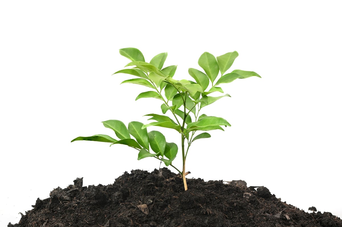 Growing young plant in soil isolated on a white background