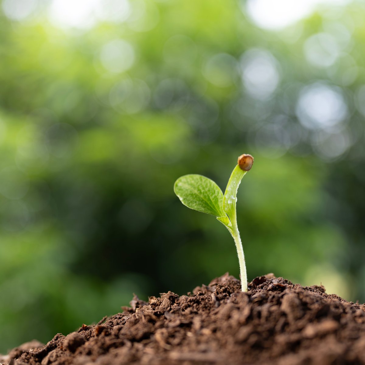 macro focus of autumn pumpkin seed growing